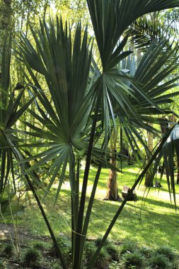 Bahçedeki güzel Sabal Yapa palmiyesi