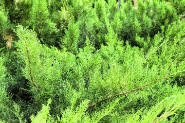 Güzel Juniperus Chinensis bitkisi bahçede.