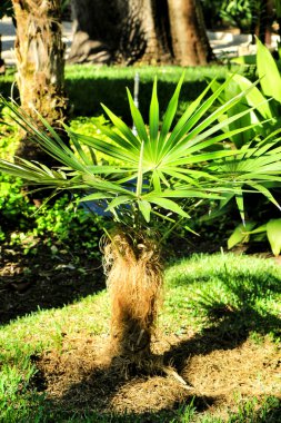 Güzel Coccothrinax Crinita bitkisi bahçede