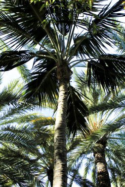 Bahçedeki güzel Howea Fosteriana palmiyesi