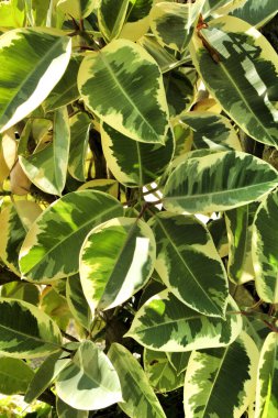 Bahçedeki güzel Ficus Elastica bitkisi