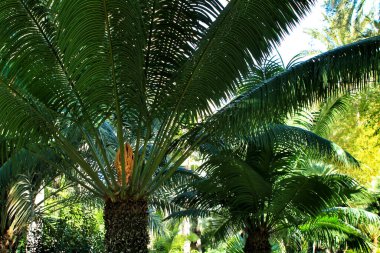Elche, Alicante 'deki bahçede Cycas Circinalis bitkisi