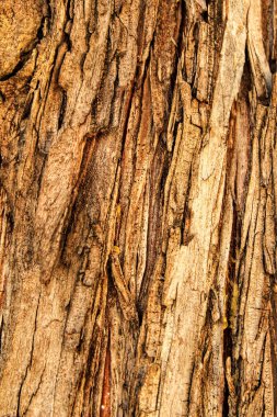 Baharda bir bahçede çam kabuğu dokusu