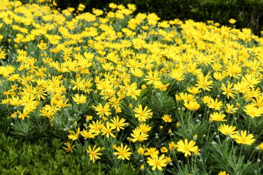 Lizbon, Portekiz 'in bahçesinde renkli sarı Euryops