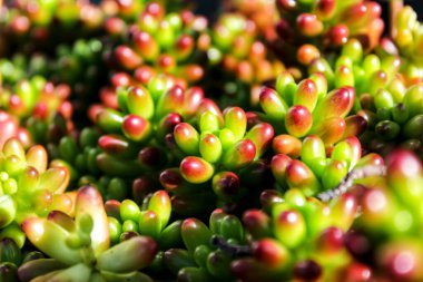 Rubrotinctum sedum bitkisi güneşin altında
