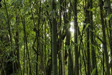 Bahçedeki bambu kamışları ormanı