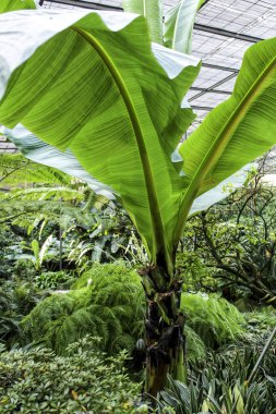 Musa Cavendishii kışın bahçede bitki yetiştirir.