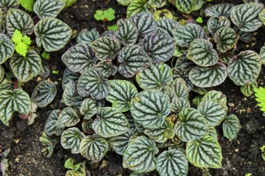 Peperomia griseoargentea bitkisi kışın bahçede