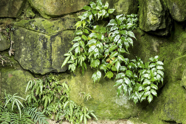 Green vegetation on wall with moss in the garden