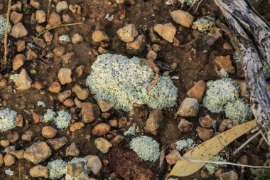 İspanya 'da dağdaki toprakta renkli liken