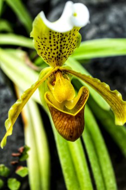 Paphiopedilum Etobur Çiçek, Venüs Sandalı, bahçede