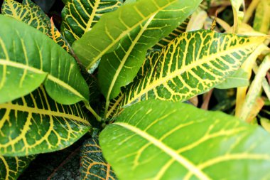 Kışın bahçede renkli Croton bitkisi