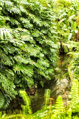 Renkli ve ıslak Canavar Deliciosa bahçede