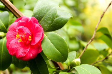 Baharda bahçede renkli pembe gardenya yaseminoidleri