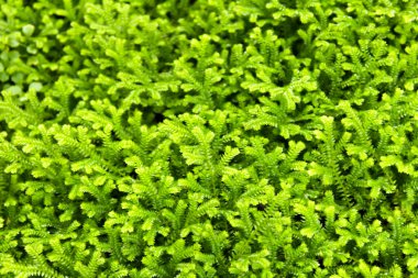 Renkli Selaginella Kraussiana bahçede