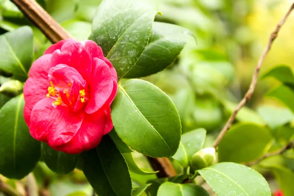 Colorful pink gardenia jasminoides in the garden in spring