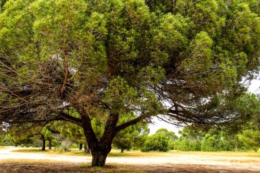 Lizbon, Portekiz 'de ilkbaharda yeşil bitki örtüsü olan dağ manzarası