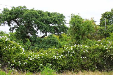 Lizbon, Portekiz 'deki Arrabida Dağları' ndaki mantar meşe ormanı.