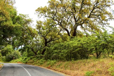 Portekiz, Lizbon 'daki Arrabida Dağları' ndaki Cork Oak Ormanı 'ndan geçen yol.