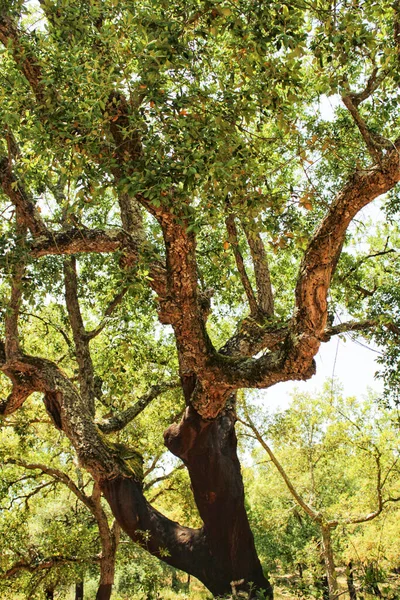 포르투갈 리스본의 산맥에 코르크 참나무 — 스톡 사진