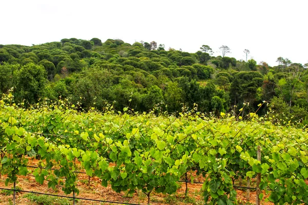 Farbenfrohe Und Wunderschöne Weinberge Zwischen Den Bergen Von Arrabida Portugal — Stockfoto