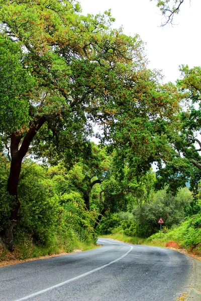 Strada Che Attraversa Foresta Querce Cork Nelle Montagne Arrabida Lisbona — Foto Stock