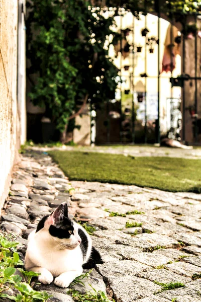 Gato Blanco Negro Calle Adoquinada Lisboa Primavera —  Fotos de Stock