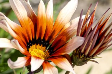 Bahçede renkli turuncu ve sarı Gazania çiçeği