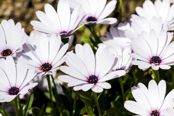 Lindas Flores Osteospermum Ecklonis Jardim Primavera — Fotografia de Stock