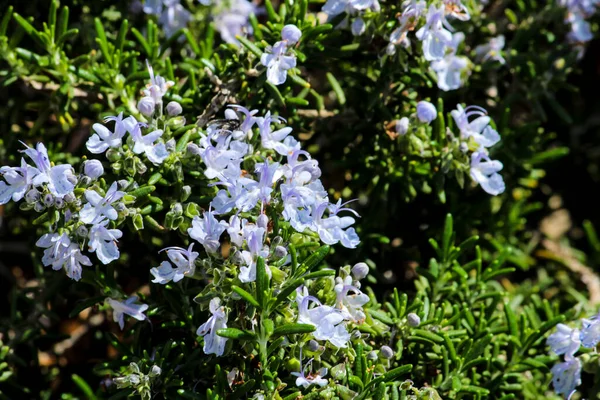 Salvia Rosmarinus Planta Jardim Sob Sol Primavera — Fotografia de Stock