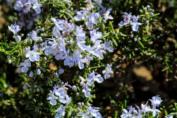 Salvia Rosmarinus Frühling Garten Unter Der Sonne — Stockfoto