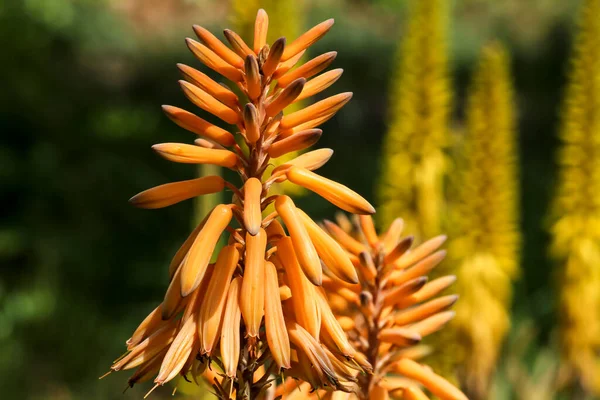Krásná Zralá Rostlina Aloe Vera Zahradě Pod Sluncem — Stock fotografie
