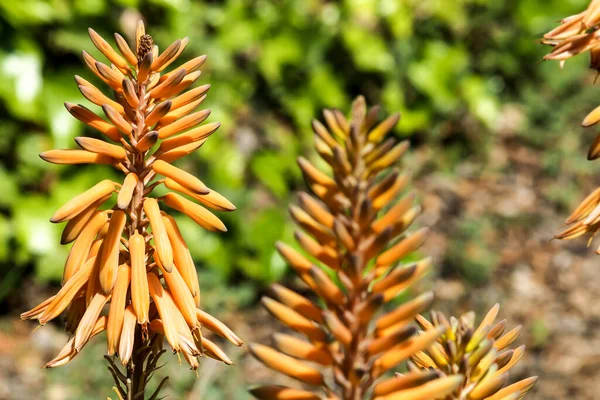 Indah Dan Dewasa Aloe Vera Tanaman Taman Bawah Matahari — Stok Foto
