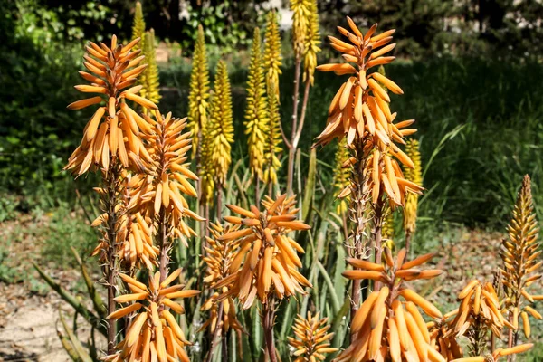 Planta Aloe Vera Bonita Madura Jardim Sob Sol — Fotografia de Stock