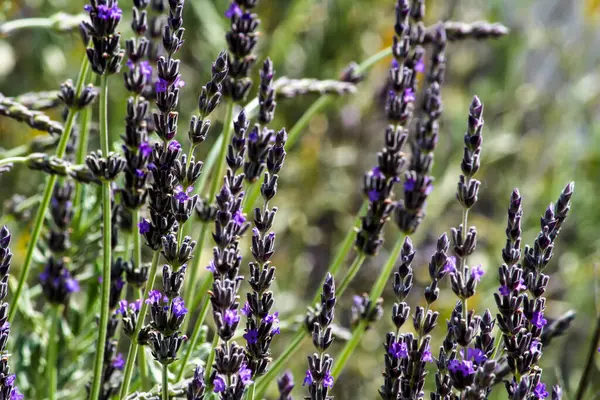 Lavandula Angustifolia Frühling Garten — Stockfoto