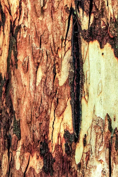 Colorful Tree Trunk Texture — Stock Photo, Image