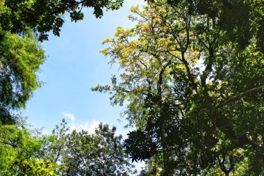 Lizbon Botanik Bahçesi 'nde büyük ağaçları olan yapraklı ve yeşil bahçeler