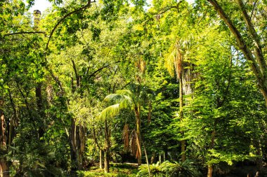 Lizbon Botanik Bahçesi 'nde büyük ağaçları olan yapraklı ve yeşil bahçeler