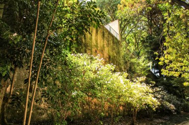 Lizbon Botanik Bahçesi 'nde büyük ağaçları olan yapraklı ve yeşil bahçeler