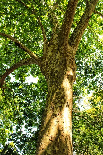 리스본 식물원에 나무들이 이무성하고 — 스톡 사진