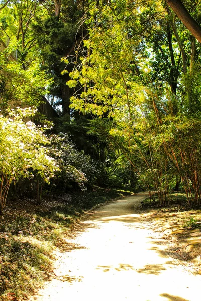 Jardins Feuillus Verts Avec Grands Arbres Dans Jardin Botanique Lisbonne — Photo