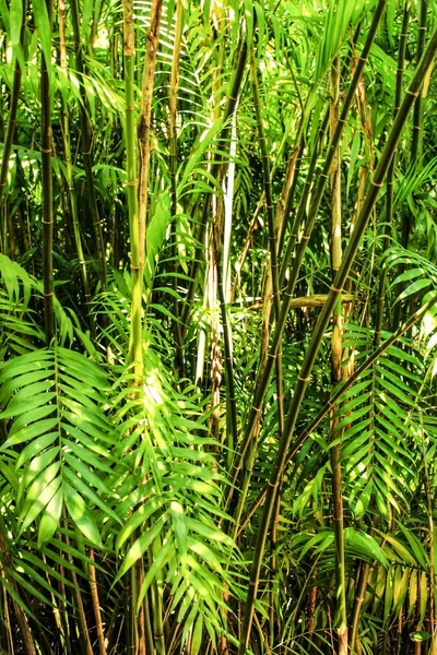 Phyllostachys Nigra Bambu Preto Jardim — Fotografia de Stock