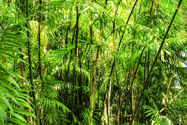 Phyllostachys Nigra Bambu Preto Jardim — Fotografia de Stock