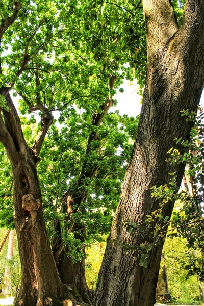 Jardins Frondosos Verdes Com Grandes Árvores Jardim Botânico Lisboa — Fotografia de Stock