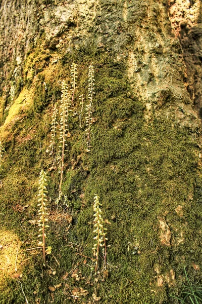 Färgglad Struktur Mossa Trädstam Skogen — Stockfoto