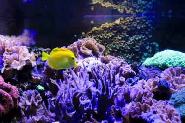 Güzel ve renkli Zebrasoma Flavescens akvaryumdaki tropikal balıkları