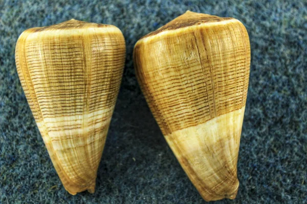 Conus Figulinus Linnaeus Sobre Fundo Azul Conchas Coloridas — Fotografia de Stock