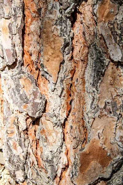 Brown Tree Bark Texture Garden Sunny Day — Stock Photo, Image