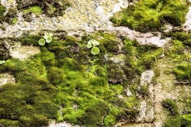 İspanya 'da gri taşın üzerinde renkli yosun dokusu