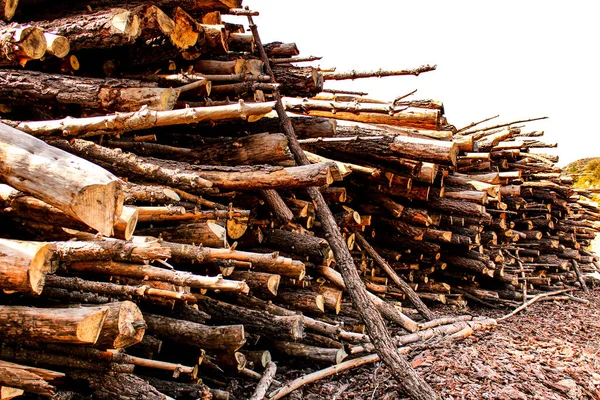 Troncos Cortados Esperando Ser Transportados Bosque Español Primavera —  Fotos de Stock